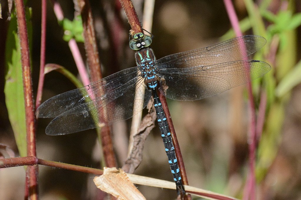 015 2014-09227576 Broad Meadow Brook, MA.JPG - Black-tipped Darner (Aeshna tuberculifera).  Broad Meadow Brook Wildlife Sanctuary, MA, 9-22-2014